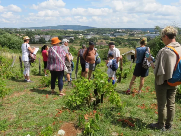 Balade aux Montboucons agricoles - 5 juillet 2023