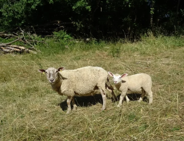 Balade aux Montboucons agricoles - 5 juillet 2023