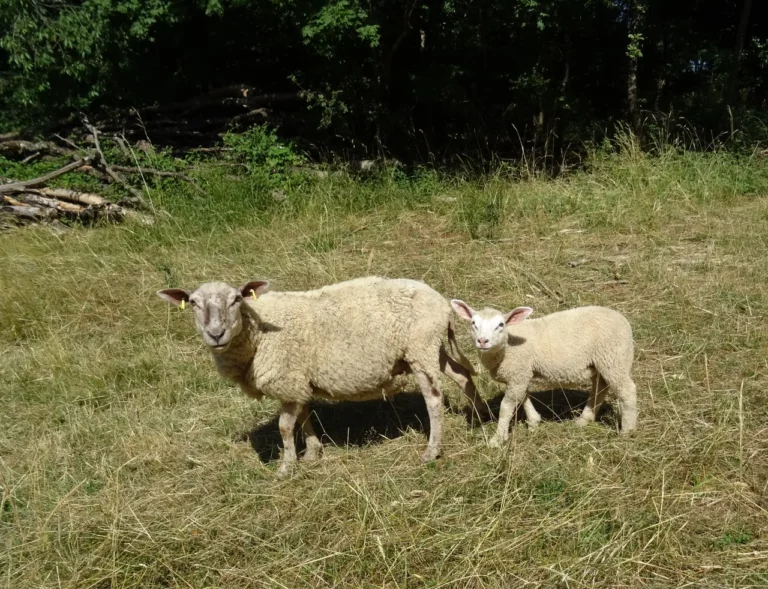 Balade aux Montboucons agricoles – 5 juillet 2023