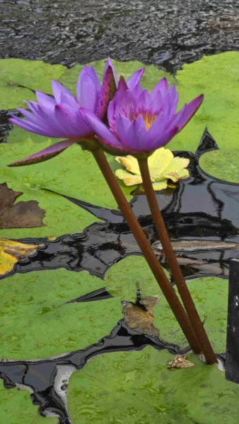 Jeudi 13 août : Florilège des jardins